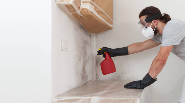 Professional Basement Mold Removal technician working in Kensington, MD