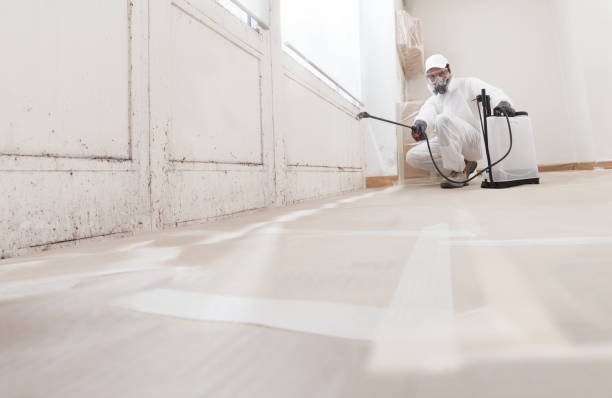 24/7 Emergency Basement Mold Removal experts in Kensington, MD