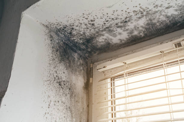 Affordable Basement Mold Removal solutions in Kensington, MD